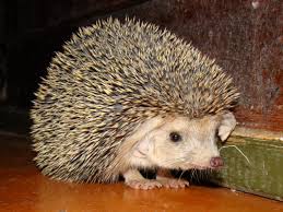 Hedgehog